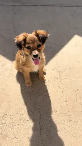 Baby chocolate 🥹❤️ estaba bien peludito y estaba poquito mojado #perritos #puppy #cutedog #perritosbonitos #perrofeliz 