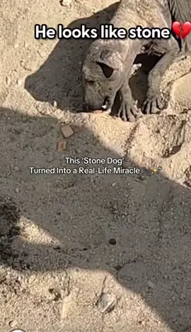 He was found covered in mange, in pain, hungry, and looked like he was made of stone — but wait until you see his transformation. 🥹💛 📹 Credit: @thedodo Rescue by: Animal Aid Unlimited, India (@animalaid_india) @The Dodo @Animal Aid Unlimited, India  #dogrescue #transformation #mange #beforeandafter #welovedogs #animalrescue #India #thedodo #animalaid #dogsoftiktok #faithinhumanity #fyp 