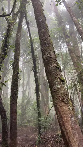 Emng paling bener tuh naik gunung aja😊