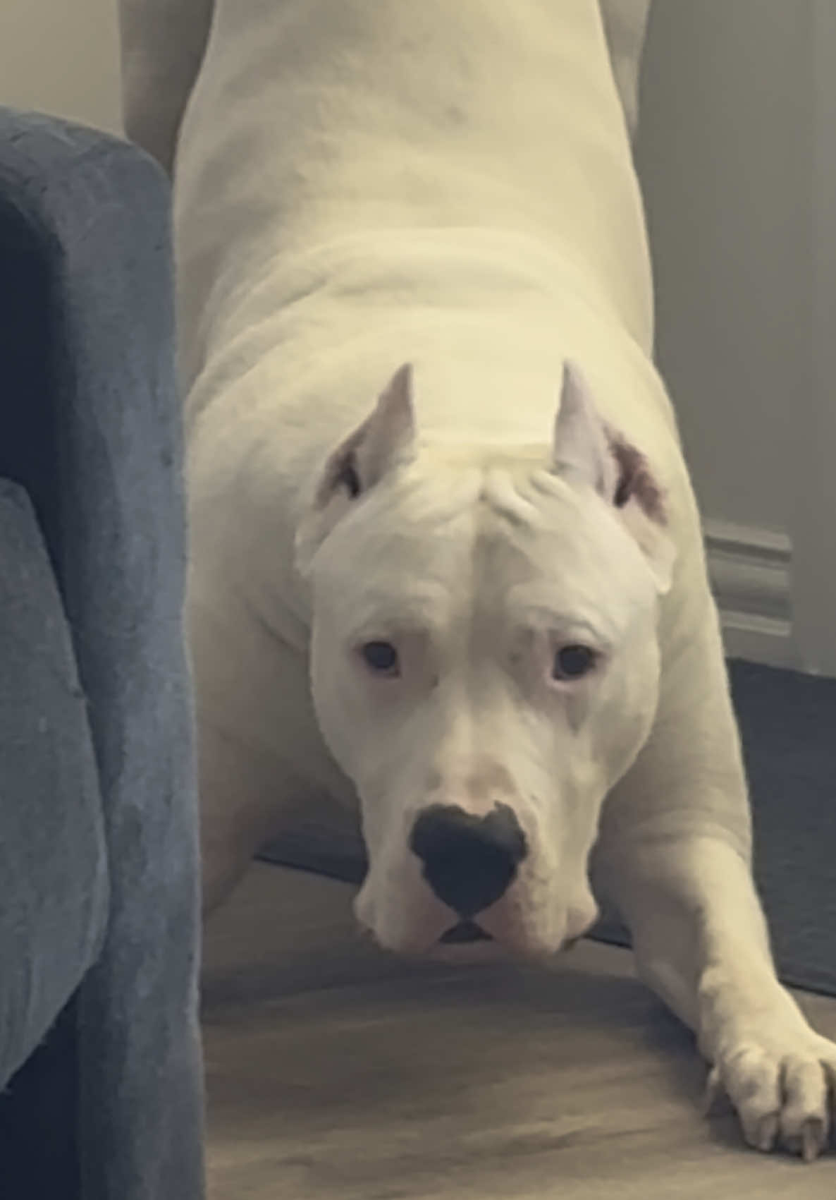 ALWAYS EXTRA SASSY. #ghost #tiktok #tik #tok #dogoargentino #bff #creatorsearchinsights #goviral #fyp #views #foryoupage #goviraltiktok #dog #sassy #loveyou #animal 