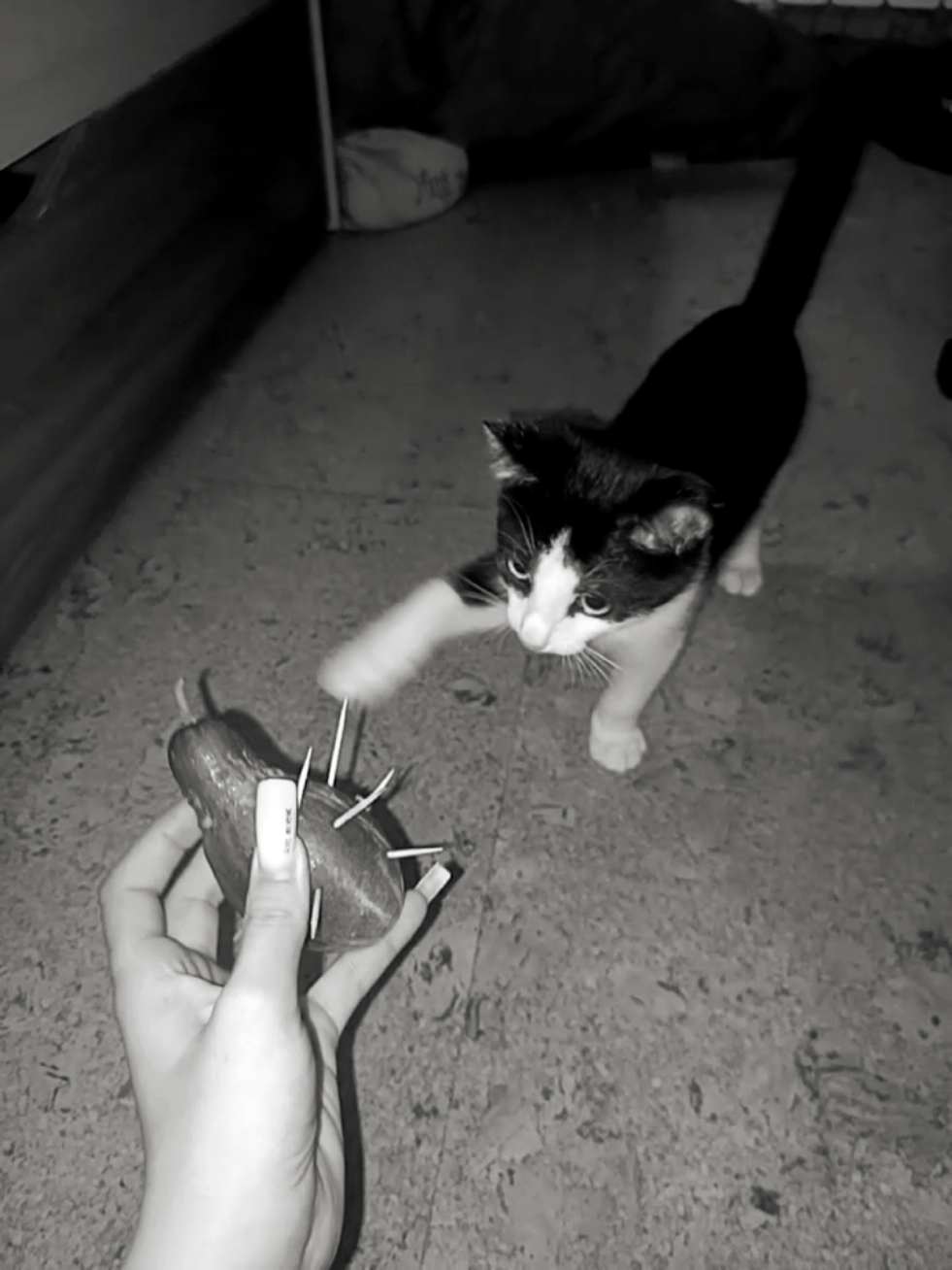 реакция на дикий огурец #реакция #дикий #огурец #дикийогурец #cat #capcut #мем #котик #SoundCloud #fyp #typ #e 