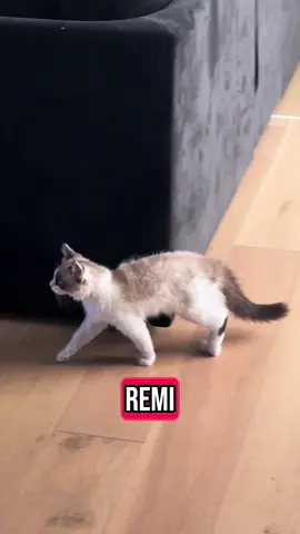 #kitten #cat #ragdoll #tiktok 