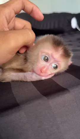 🐒❤️
