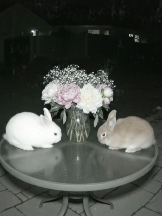 I checked the security camera and this two bunnies caught like they were on a date?? #bunnies #bunniesoftiktok #rabbits #datenight #dating #cuteanimals #fyy 