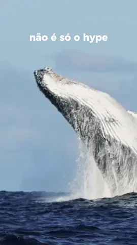 Não é só hype: o Brasil é um dos melhores lugares do mundo para ver as baleias jubarte de perto. 🐋 De Boipeba ao Rio deJaneiro, elas cruzam nossa costa entre julho e novembro, temporada oficial dos avistamentos! Descubra os melhores destinos pra ver as gigantes do mar no Brasil. 🌊✨ #BaleiasJubarte #riodejaneiro #ilhabela #boipeba #abrolhos 