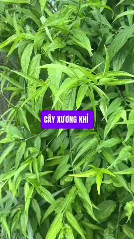 cây xương khỉ có công dụng gì? #viemloetdaday #xuongkhop #viemdaitrang #tamban #traonguocdaday #ungthu #utuyengiap 