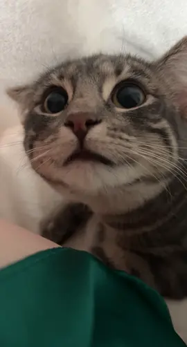 🐈‍⬛ #catsoftiktok 