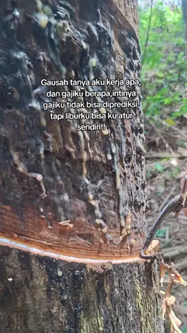 hehe#fyp #fypforyou #petanimuda #karet #nyadapkaret #petanikaret #getahkaret #quotes 