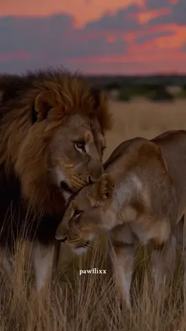 Real strength is shown through tenderness 🦁❤️ #lion #animal #LoveIsLove #fyp #tiktokviral #viralvideos #foryoupage❤️❤️ 