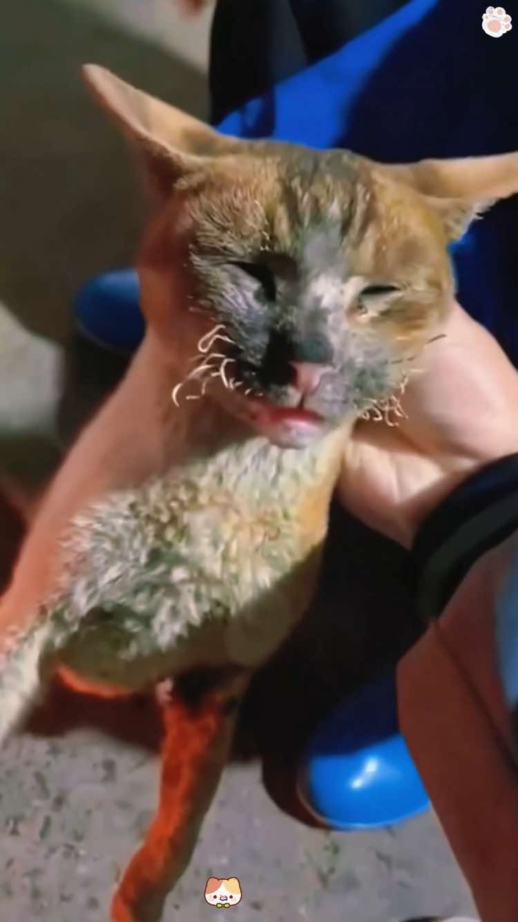 Kittens 🐈‍⬛ #cat #foryou #funny #foryoupage #funny videos #cute #cutacat 