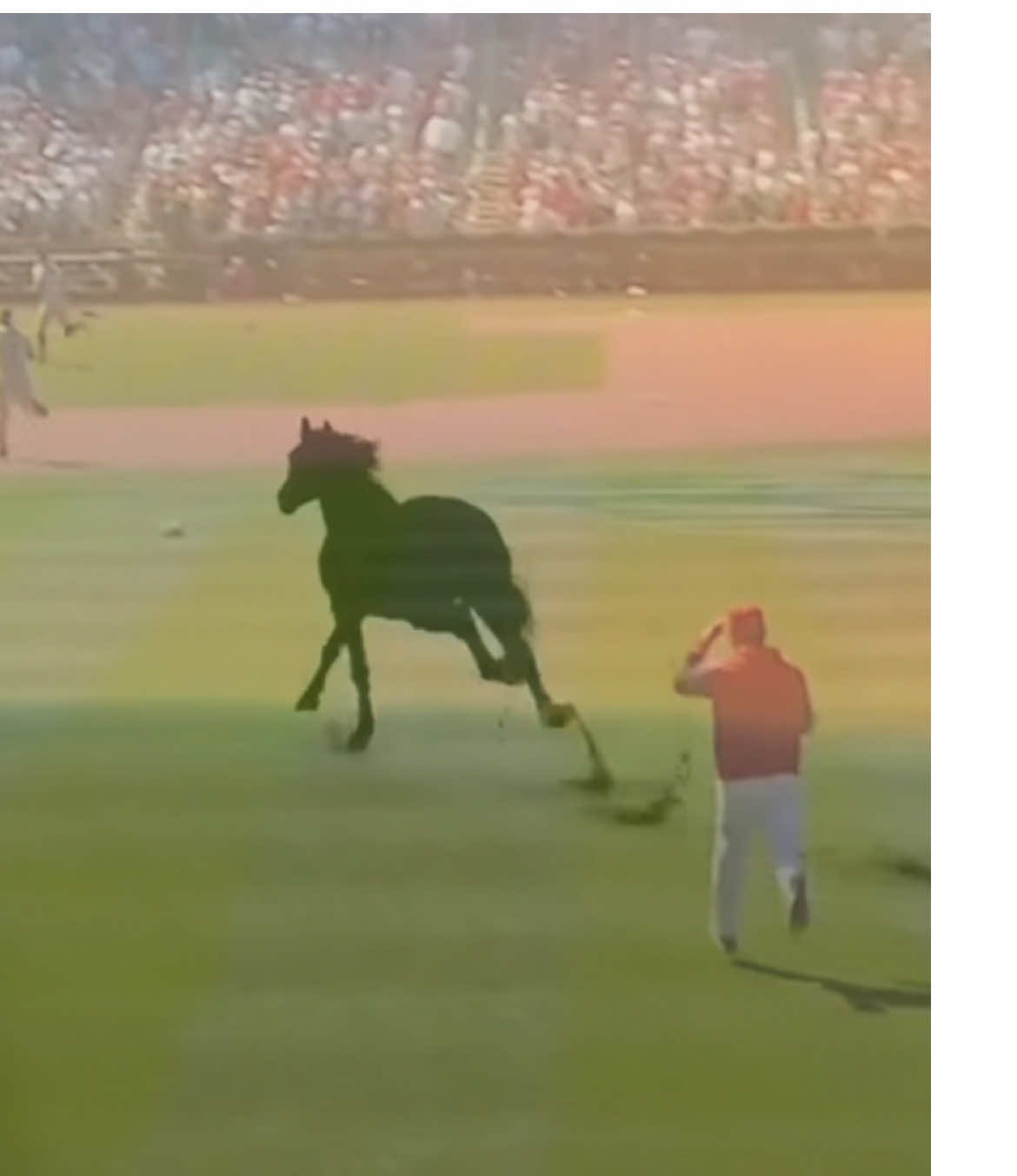 bullpen being the last to fights core🌅 #MLB #edit #mIbedit #baseballedit #baseball #bullpen #pitchers #Running #motionpicturesoundtrack #radiohead #sad #relatable #horses
