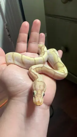 My baby bp #ballpython #snake #bp #snakesoftiktok #baby #littleguy 