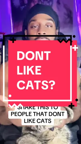 DONT LIKE CATS?? #catlovers #cats #cutecatvideo #catdad 