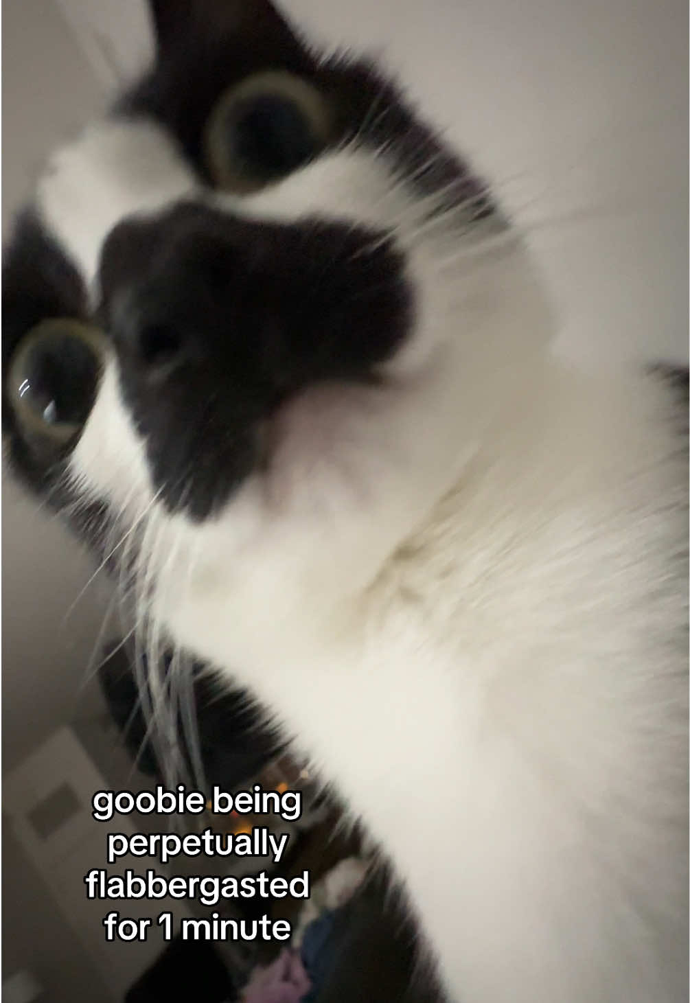 Replying to @Erykxd more flabbergasted goob !! love goob? join the goobiverse discord!! <3  #goobie #goob #meow #meowmeow #meowcat #kitty #silly #sillycat #sillykitty #adorable #cute #socute #cutecat #meme #catmeme #memes #funny #funnymeme #funnycat #haha #creature #critter #creaturefeature #aww #catsoftiktok #tiktokcats #pet #mustachecat #tuxedo #tuxedocat #tuxie 