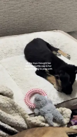 this is a puppy account now 🫣🤭🫡 ok
