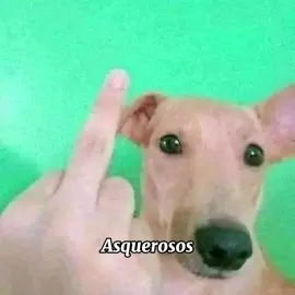 yo sólo pido gente activa 😿 (hecho por lazy__dwarf)  #fyp #foryourpage #discord #servidor #Amigos #social #videojuegos #animes 