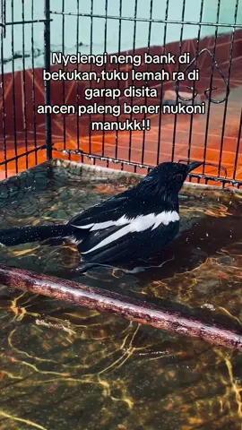 Wes paleng bener 😂 #kicaumanianusantara #kicaumania #kicaumaniaindonesia #kacer #kacermania #kacermaniaindonesia 
