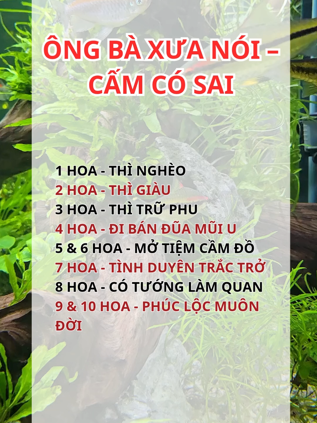 ÔNG BÀ XƯA NÓI –   CẤM CÓ SAI