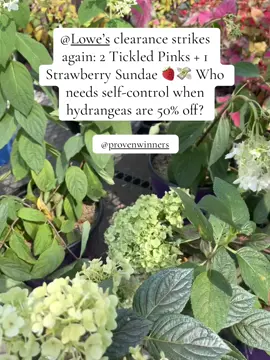 Your favorite hydrangea hoarder just added two Tickled Pink and one Strawberry Sundae to the chaos garden 🍓💗 All thanks to the Lowe’s clearance rack calling my name (again). If you see me digging holes at sunset, no you didn’t 🌅 Drop a 🌸 if you’re also incapable of walking away from a good plant deal. And tag a friend who needs to enable me, not stop me. #LowesClearance #HydrangeaHaul #PlantLadyProblems #GardenTikTok #TickledPinkHydrangea #StrawberrySundaeHydrangea 
