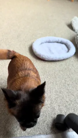 I have no idea what random setting my phone clicked onto  😹 but it captured a ferocious beast in slow motion 🦁  #cute #dog #cat #cutedog #funnydog 