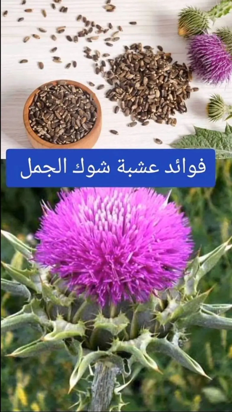 #الاعشاب_وفوايدها_الطب_البديل #نبتة_حليب_الشوك #milk_thistle #foryou 