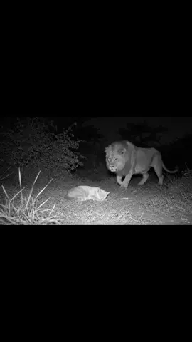 ΛΙΟΝΤΑΡΙ vs ΓΑΤΑ😱#AnimalMoment #CaughtIn4K #CaughtOnCamera #FunnyAnimals #memecore #φοργιου 