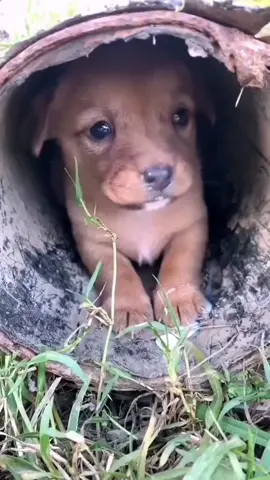 Poor puppy .#rescue #puppy #rescueanimal #fyp #rescuepuppy #animalsoftiktok 