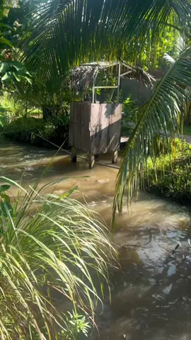 Anh chỉ là một chàng trai nghèo, giữ vườn và cho cá ăn mỗi sáng. Lặng lẽ sống… và mơ ước những điều xa vời. #tamsu #tusutanvo #camxucthamlang #tinhyeubuon #chialy💔 #langque #bophoveque #mientay #vinhlong #nhaque #yenbinhnoimienque #langquevietnam #thoigiancham #quengheo #traingheo 