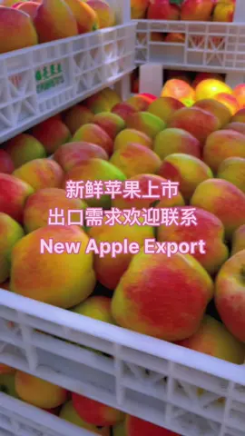 New Fresh Apple Export#exportimport #chinavegetable #vegetablesupply #apple 