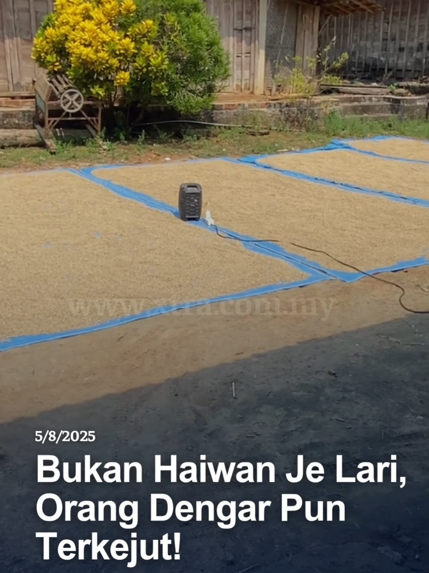Confirm lepas ni takde siapa berani kacau 😂🤣 #fyp #xtra #beritaditiktok #sembangentertaiment  #petani  📽️:citra_536