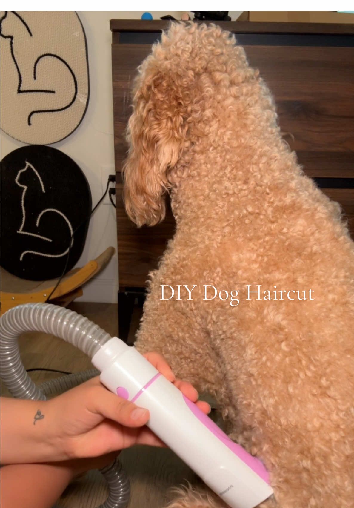 DIY Goldendoodle Haircut we love our @Geoorood pet #dogvacuum #doghair #doghairremoval #dogowner #doodlesoftiktok #longhairdog #poodle #doodles 
