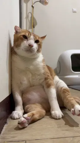 Tuing2 #kucing #cat 