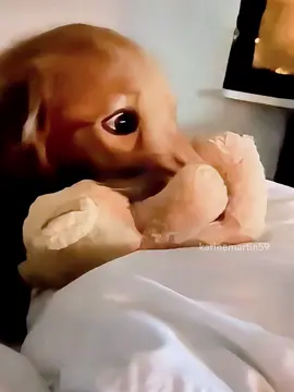 When your dog is completely immersed in TV 📺🐶🤣#fyp #funny #foryou #dogsoftiktok #dog #funnydog #usa 