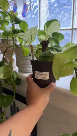 I love the clear pots!  #PlantTok #plants #indoorplants #plantsoftiktok #plantpots #tiktokshopcreatorpicks #Tiktokpartner #TikTokShopBackToSchool #spotlightfinds 