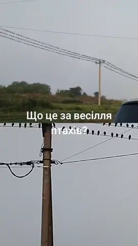 #птахи #птахиукраїни 