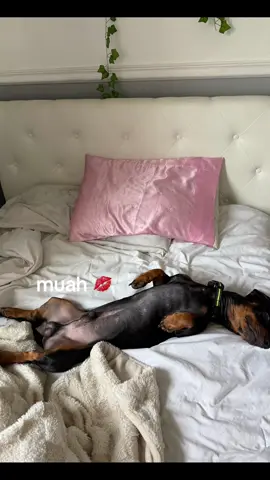 MY SHAYLAAAA #doxie #fyp 