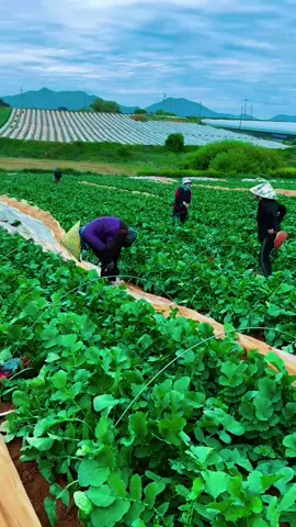 Tuyển thời vụ Hàn quốc bạn nào quan tâm #ibmìnhtưvấnnhé #xuhuongtiktok #laodongthoivuhanquoc 