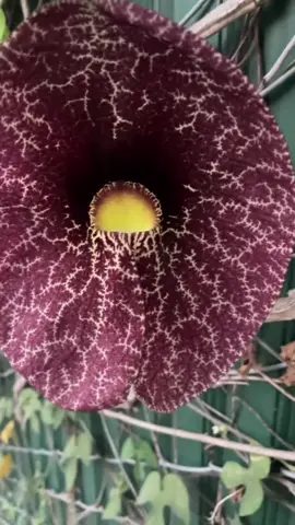 what IS THIS I LOVE HER #flowers #whatisthis #myheart 