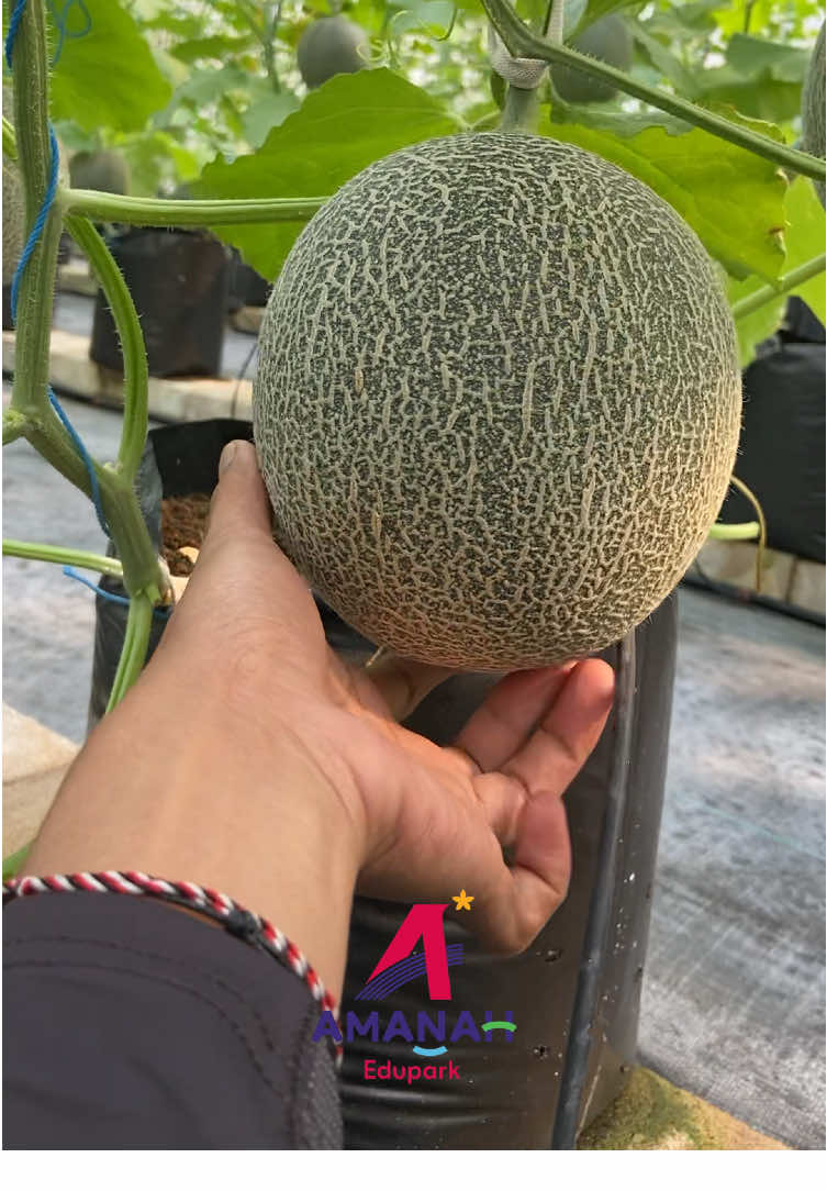 Siapa yang gag sabar pengen coba petik melon super di amanah? 🤤 #agrowisataamanah #karanganyar #amanah #desawisata #tawangmangu #agrowisataamanahkaranganyar #amanahedupark #edupark #greenhouse #melon 