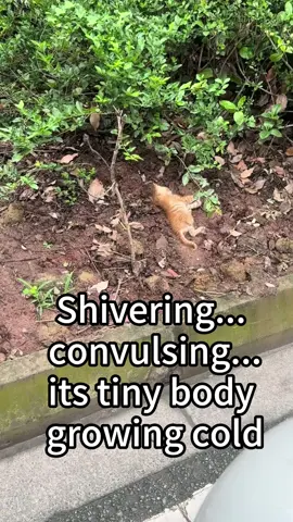 Why...💔#straycat #fy 