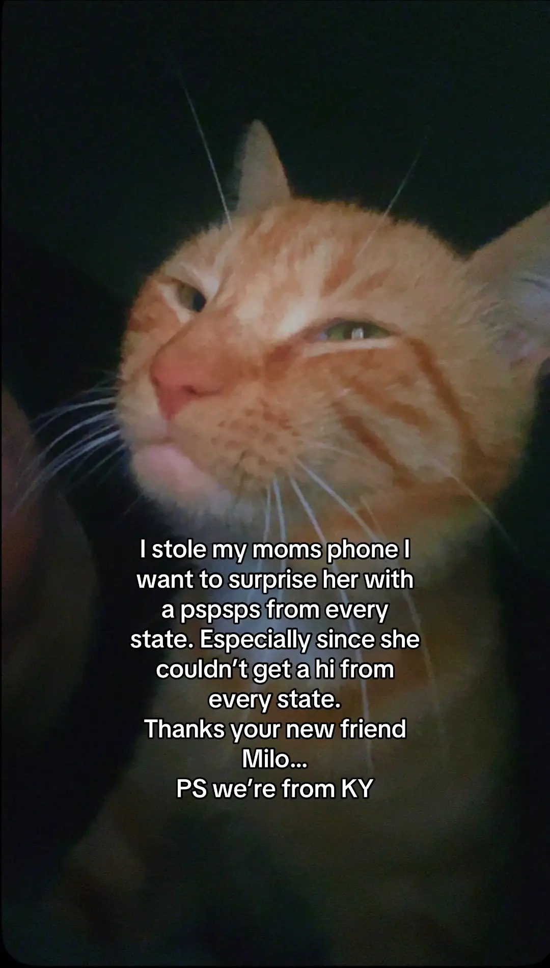 Just a cat doing cat stuff like taking pics on moms phone at bedtime;) #cat #carsoftiktok #milo #pspsp #kentucky #hi #fyp 