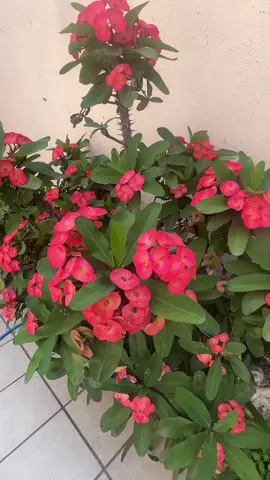 #tiktok #fyp #mexico #2025 #garden #ideas #flowerbed #corona #de #cristo #plants #