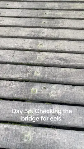 5th of August. #eeltok #eelcheck #eel #eelfeels#bridgecheck