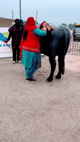 #Cow #beauty #video 
