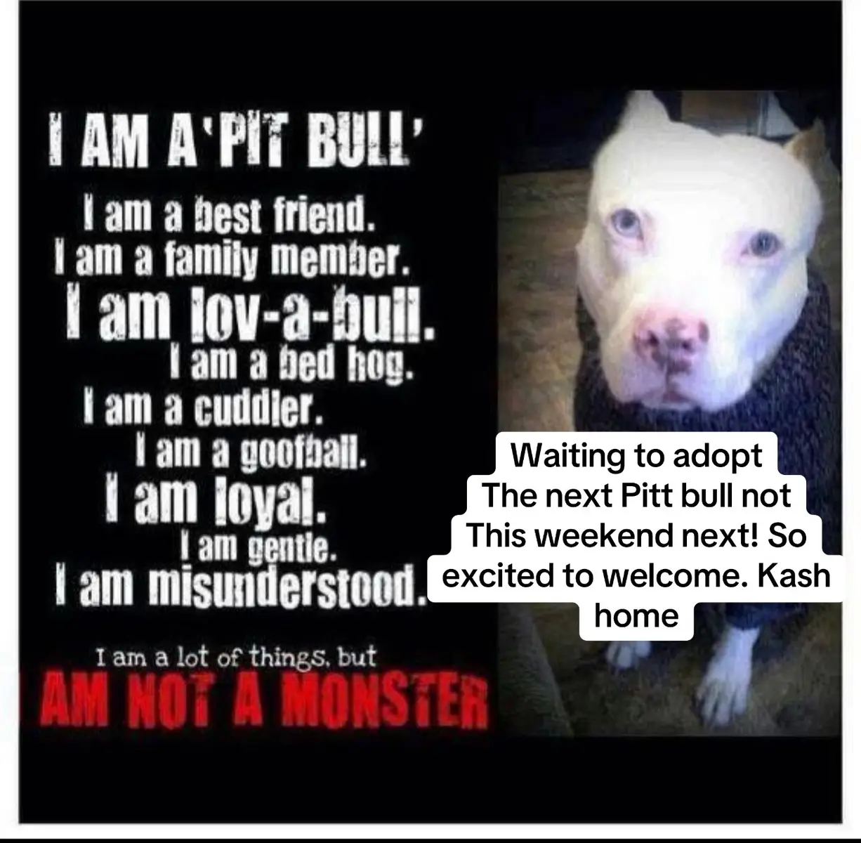 Bully Pitt mix next … Love You Bella Girl