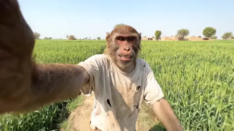 Tag Mubashir 😂😂🤣 #monkeyvideos #pakistan #tiktok #desivlog #viral #monkeyvlogs #fyp #ai #foryou #veO3 #monkey #familyvlogs #bandar #funnyvideo #foryoupage #funny #aivideo #familyvloggers #familyvlog #fyp 