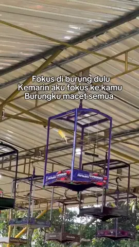 #viralvideo #fyppppppppppppppppppppppp #kicaumaniaindonesia #kicaumanianusantara #kenarimaniaindonesia #kenarimania #CapCut #fypシ゚viral #fypage #fyp 