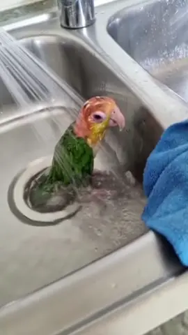 Part 38 | Parrot Core pt. 2 #parrotsoftiktok #Parrot #fyp #fy #Birb #usa #usa🇺🇸 