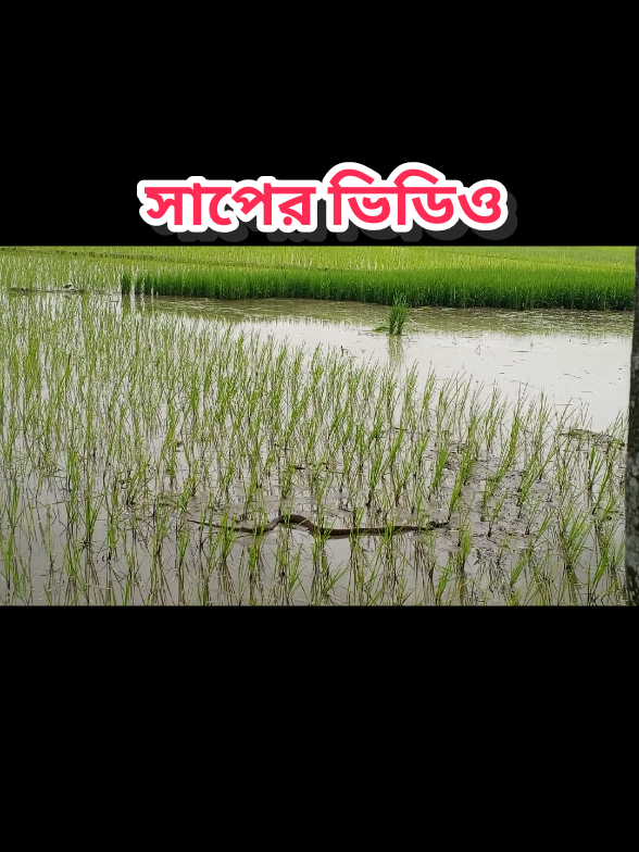 বিষধর সাপ।। 🪱🪱 #varil #tanding #saneking  #মেনশন_করুন_আপনার_প্রিয়_মানুষকে❣️😊 