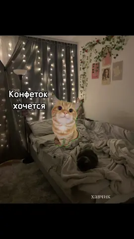 неожиданный конец 😄 #global #мемкоты #историикоты #rek 